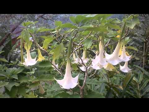วีดีโอ: Brugmansia ที่เป็นโรค - การรักษาพืช Brugmansia ที่ป่วย