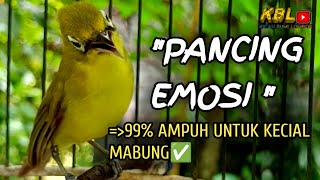 Download Lagu CIAK CIAK JOSS KECIAL KUNING AMPUH||PANCINGAN KECIAL MALAS BUNYI|| MP3