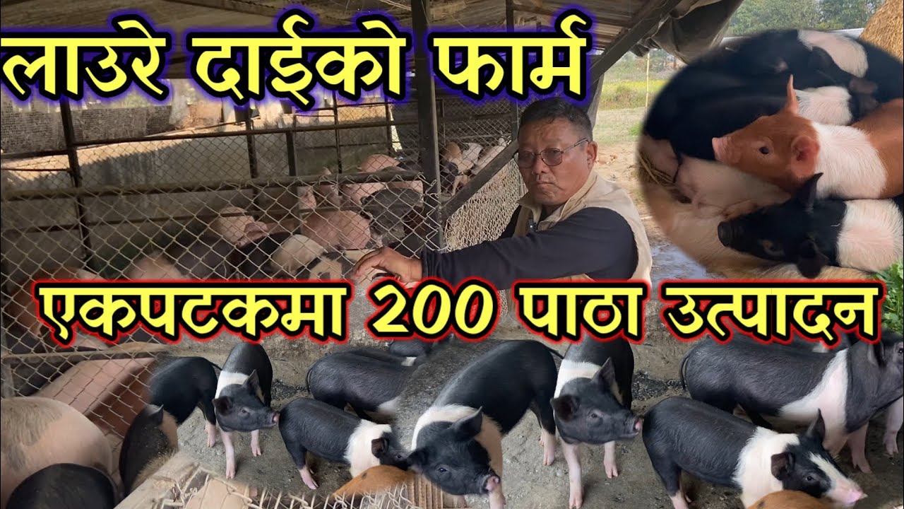 लाउरे दाईको बङ्गुर पालन  , बर्षमा यस्तो राम्रो आम्दानी !