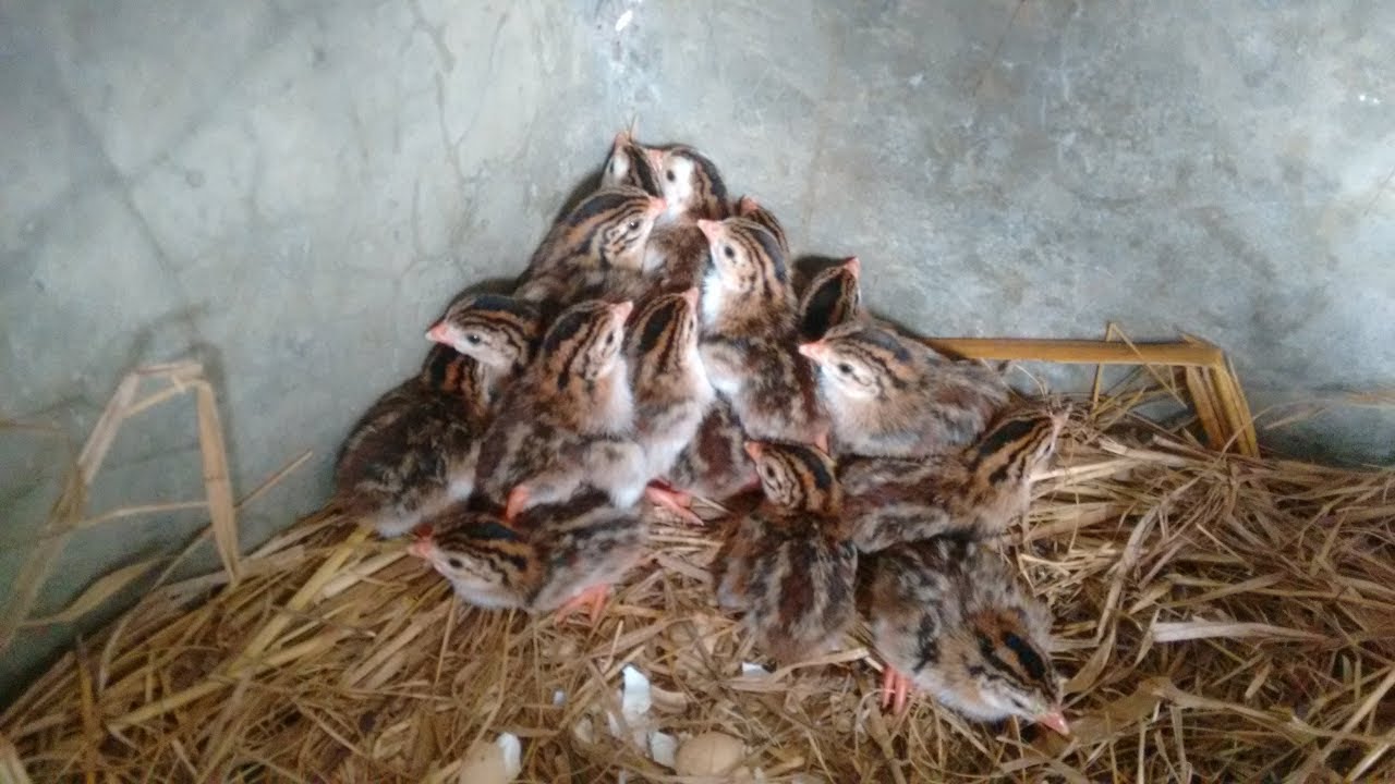 Melhor ração para criar cocá, (guiné, capote ou galinha d'angola)