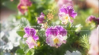 《11月中旬の庭とガーデニング》美しい秋バラとビオラ咲く庭＊クリスマスローズの手入れ《T's Garden》