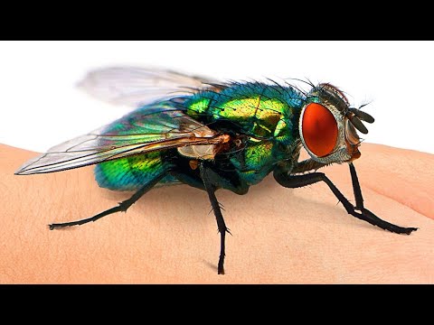 Video: Quanto è grande una mosca dagli occhi a stelo?