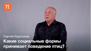Социальное поведение птиц Сергей Харитонов