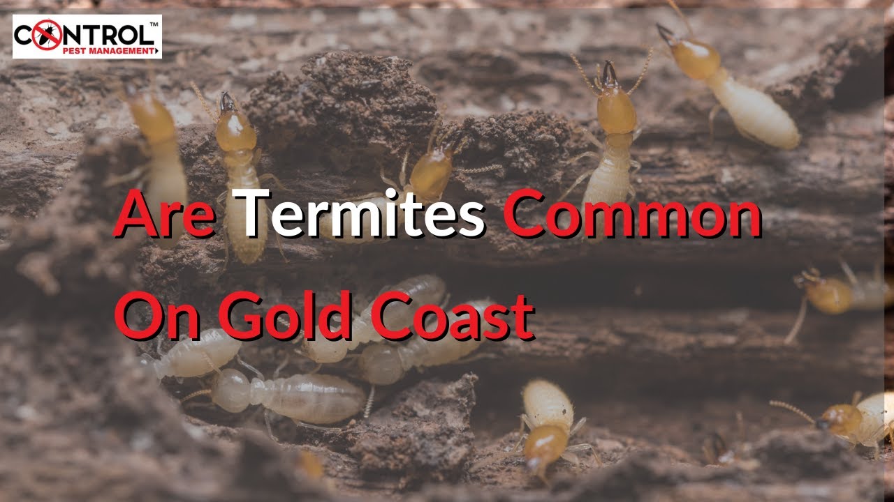 Are Termites Common On The Gold Coast QLD | Call 1300357246
