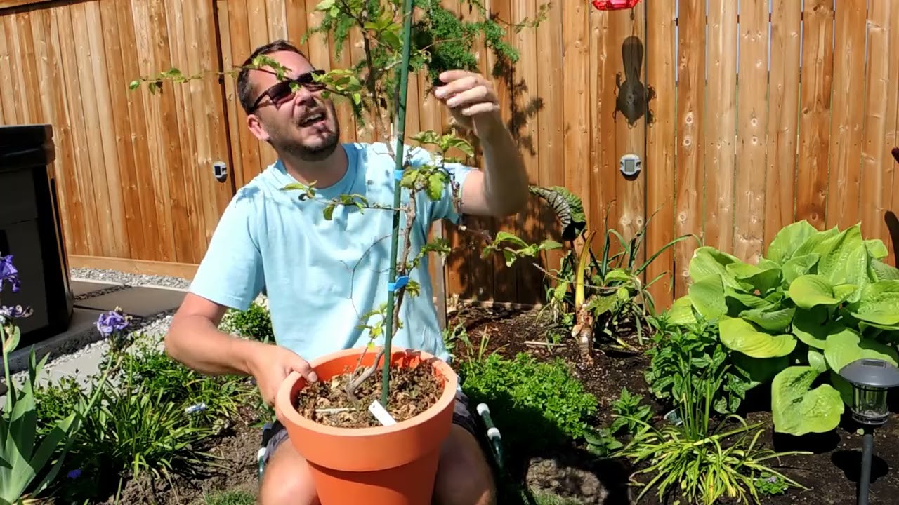 compacta plants Compact Strawberry Tree