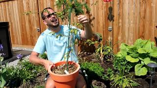 Pruning a Bougainvillea into a Standard   The beginning