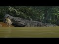 Life of the Deinosuchus: full growth cycle, from sqeaker to chonker! - The Isle Evrima (public QA)