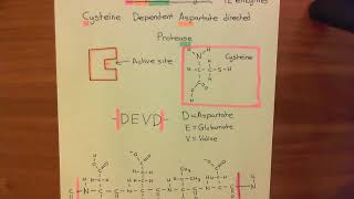Introduction to Apoptosis - The Caspase Enzymes Part 2