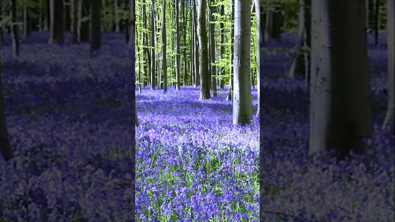 Discover The Most Enchanting Forests in Europe! 