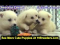 American Eskimo, Puppies For Sale, In, Kent, Washington, WA, Bainbridge Island, Mercer Island, Maple American Eskimo, Puppies For Sale, In, Kent, Washington, WA, Bainbridge Island, Mercer Island, Maple