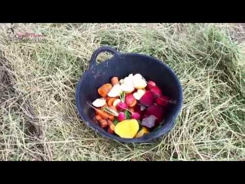 Obst Fruhjahr liche Portion Fur Die Pferde Youtube