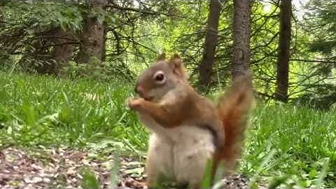 Audio Visual Catnip- July 2016