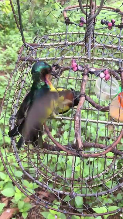 Mikat Kolibri Muncang