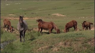 Aybastı Perşembe Yaylası - Yılkı Atları