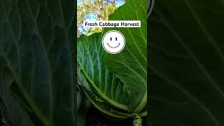 Freshly Harvested Cabbage