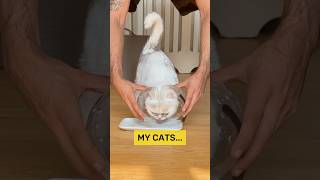 Other Cats Vs My Cat 😭