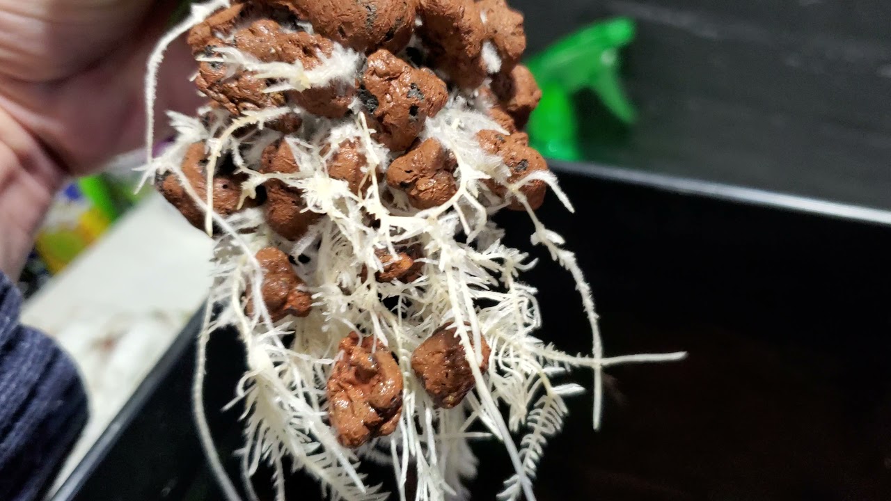 Beneficial Bacteria and Fungi in Hydroponics - Does it really work?