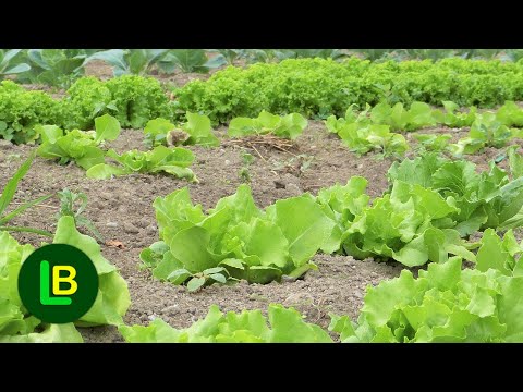 Video: Zašto se kineska posuda koristi u kemijskom laboratoriju?