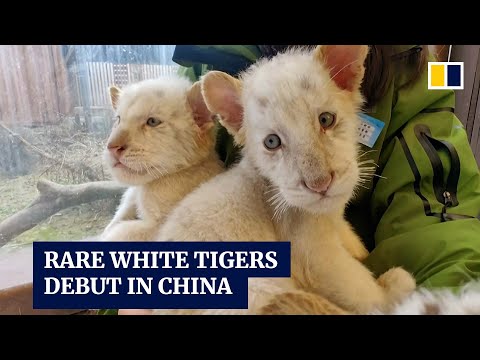 Rare white tiger triplets, with two even rarer nearly stripeless cubs, debut in China