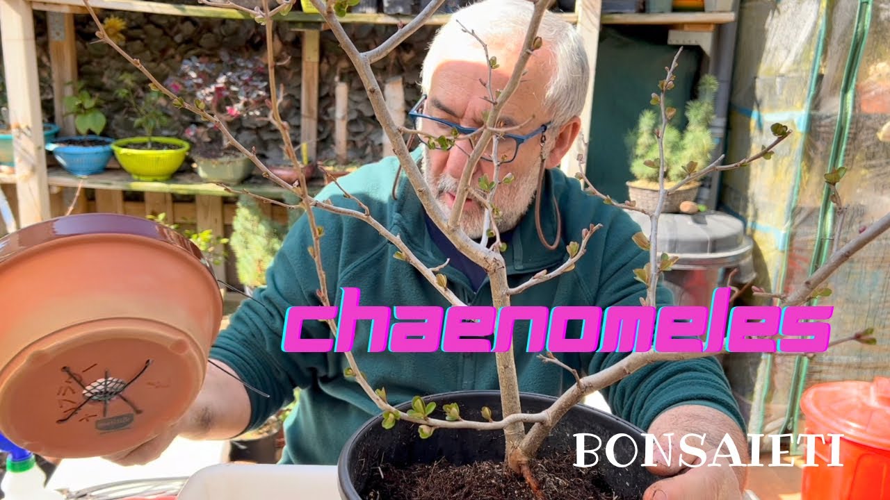 🌸  trasplante CHAENOMELES