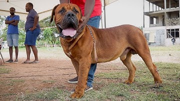One of the Best appraised Boerboels at SABBS Appraisal 2022 | Klein Witwal Mansa Top Gun 84.8%
