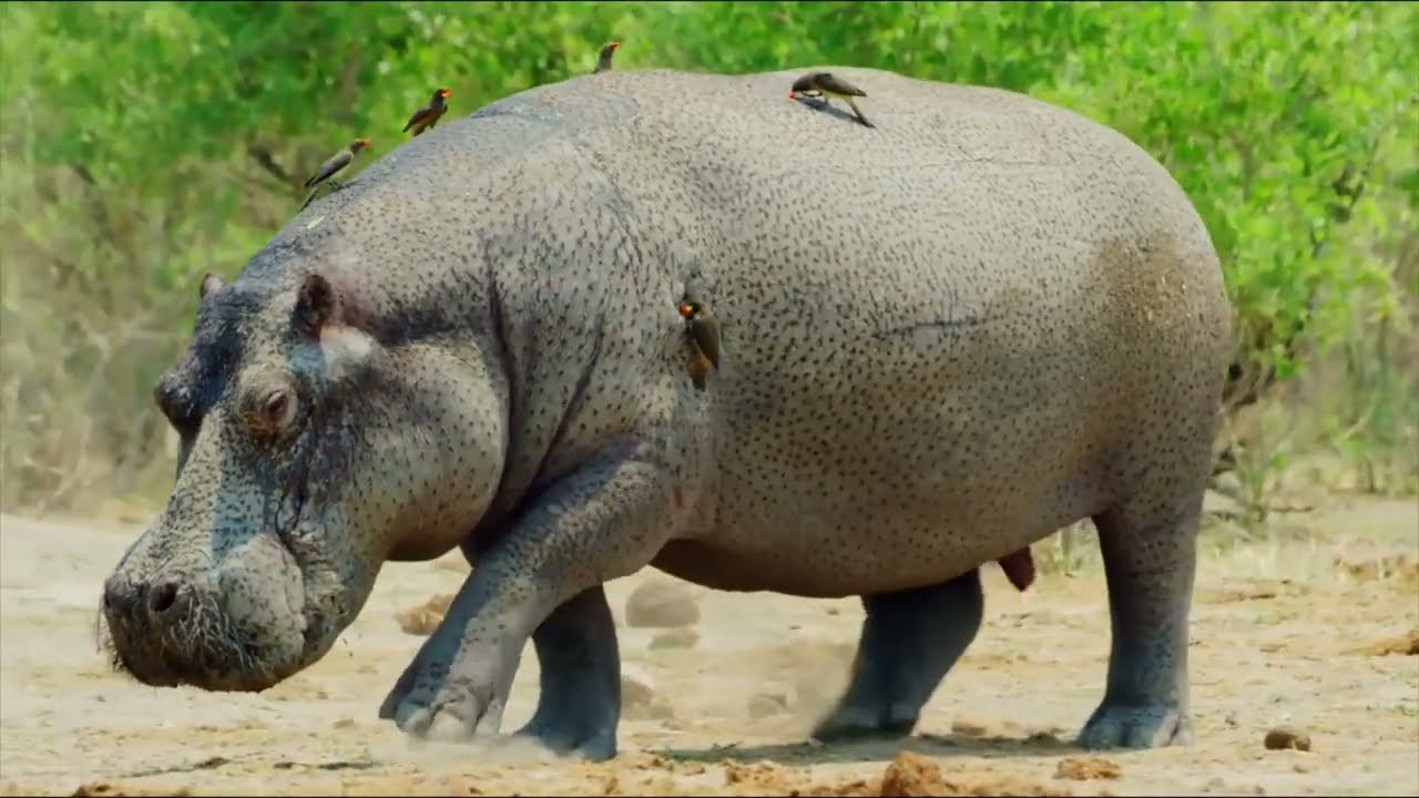 Hippopotamus The Most Dangerous Land Animal Documentary English HD Hippopotamus The Most Dangerous Land Animal Documentary English HD