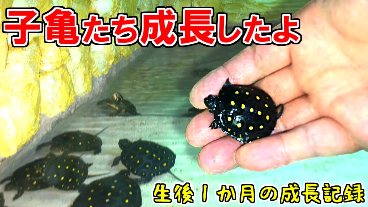 今年孵化した子亀たちの成長の様子を見て下さい!孵化後、約1ヶ月の成長記録【2022.10.15】 - YouTube