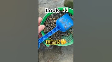 Fossil Hunting Heart ❤️ Breaker💔⁉️#beachfinds#fossilhunting#heartbreakers