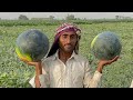 World best watermelon  worlds most expensive watermelon  pakistani black watermelon farming