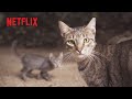 Paraiso De Los Gatos (Paradise of Cats) | Directed by Carolina Fusilier