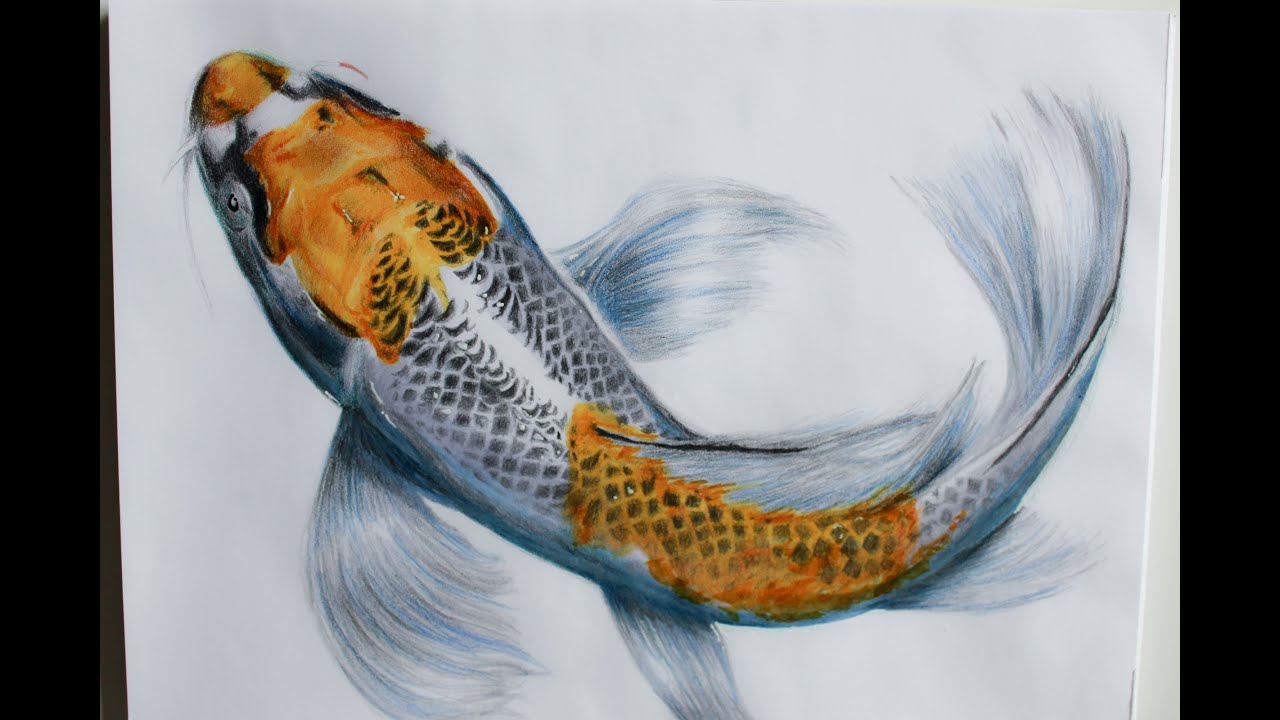 realistic koi fish drawing Speed Drawing  Koi Carp  2 - YouTube  Koi fish drawing, Fish