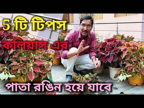 ৫ টি টিপস ফলো করলে কলিয়াস গাছের পাতা রঙে ঝলমল করে উঠবে / Coleus Growing Tips