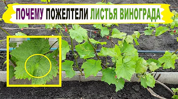 🍇 ХЛОРОЗ. Пожелтели ЛИСТЬЯ ВИНОГРАДА / Появились 