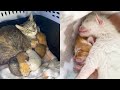 5 Kittens and Mom Cat Rescued - Cat Man Chris