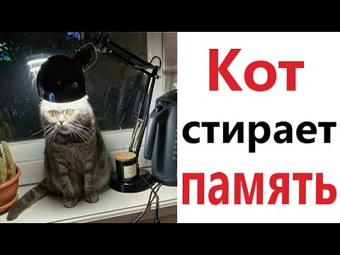 Видео: ПРИКОЛЫ! КОТ СТИРАЕТ ПАМЯТЬ - МЕМЫ!!! Смешные видео – Доми шоу!