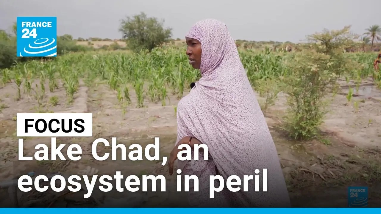 Climate change, overfishing: Lake Chad sees fish stocks dwindle • FRANCE 24 English