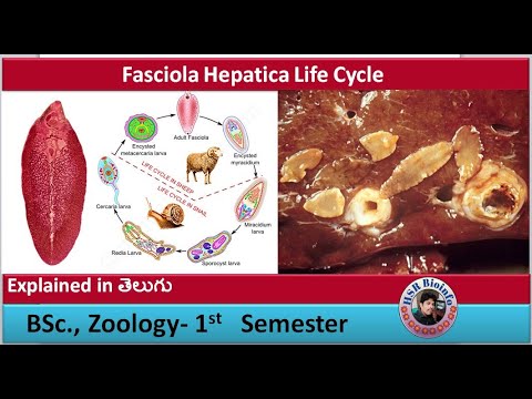 Videó: Hány fascioliasis eset?