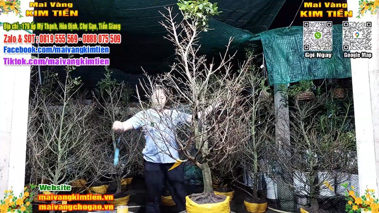 Phôi Mai Thủ Đức Giá Rẻ Bao Ship Bao Sống Toàn Quốc - Mai Vàng Kim Tiền Chợ Gạo