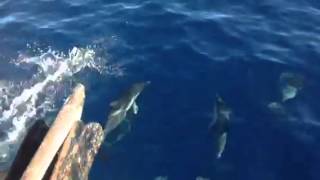 100 Dolphins Hanging Out - San Pedro, Ca