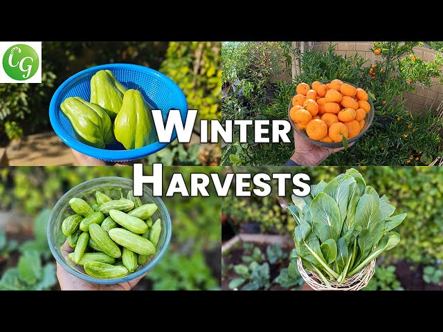 California Winter Garden: Thriving Veggies! 🌱❄️ class=