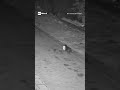 Il cane porta i sacchetti nella discarica abusiva. Addestrato per aggirare la multa?