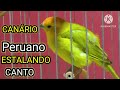 CANÁRIO TERRA estalando  na muda de penas