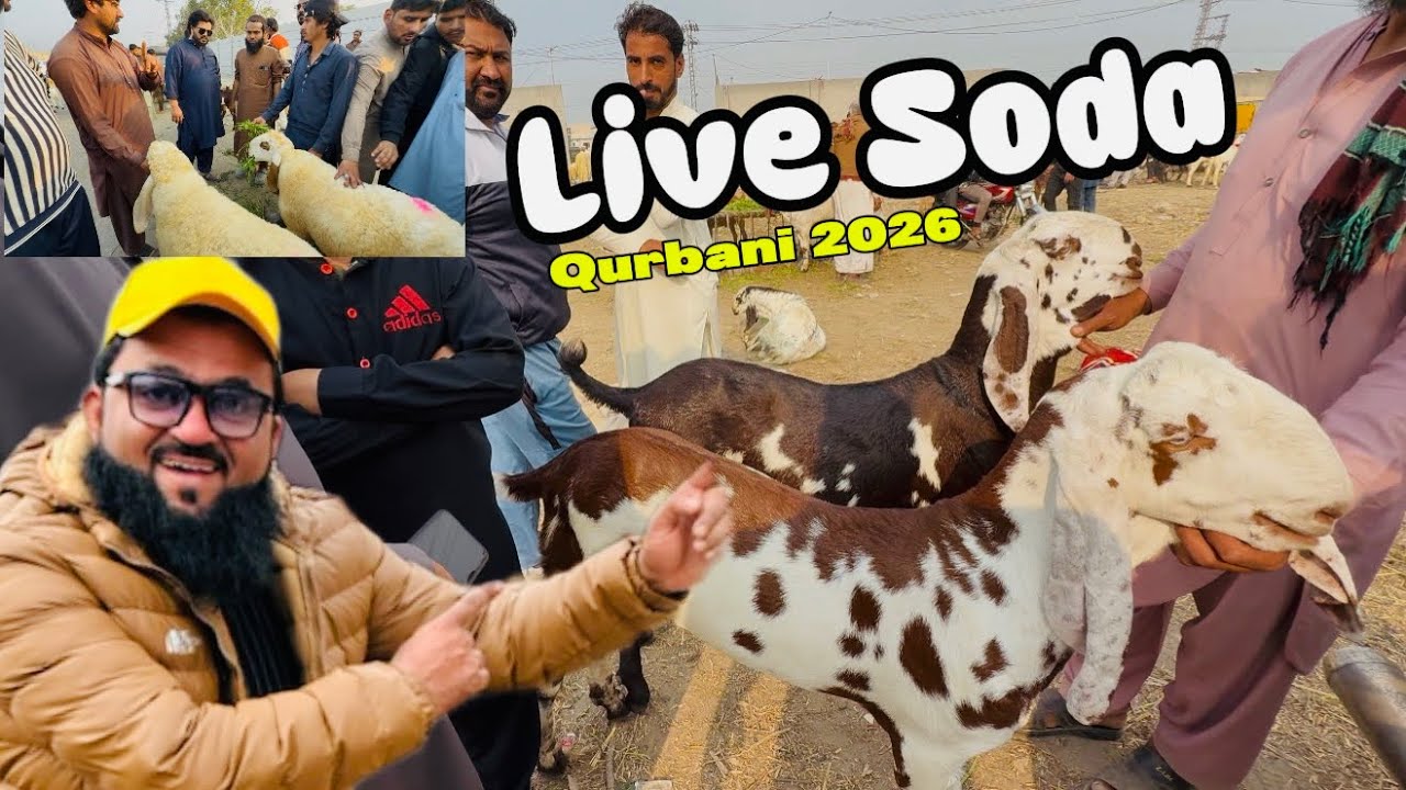 Live Soda Aamir Bhai Kyaa Banega Qurbani 2026 | Desi Bakre Chatre | Lahori Shauk | Shapur Kanjra 