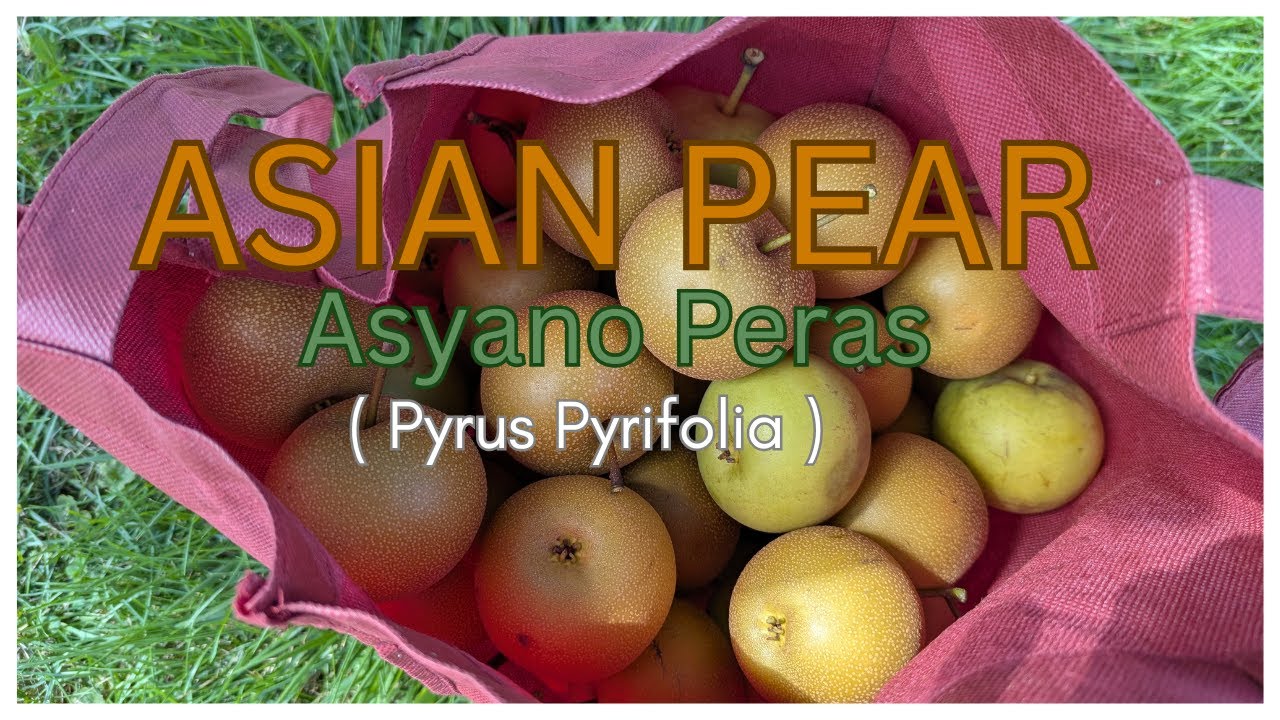 FRUIT & FLOWER GARDEN-SUMMER 2025