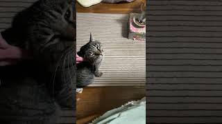 ご飯食べた後、柴犬のご飯を見てる猫 #柴犬 #shibainu