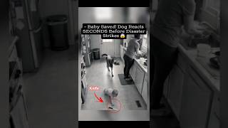 Baby stays safe because dog reacts before disaster happens
