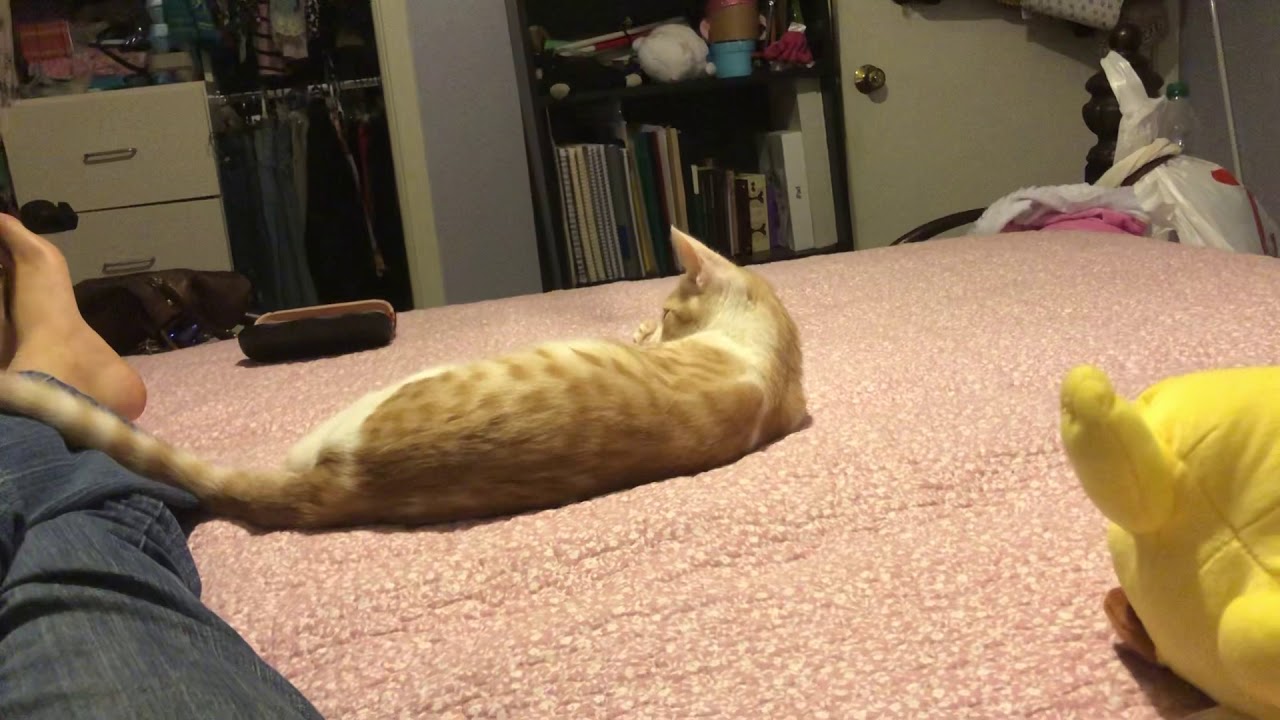 Cat Playing with a Hair Clip YouTube