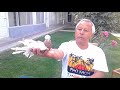 Особенности Узбекских двухчубых голубей
