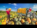 Rewind Timelapse - Harvest Fresh Pumpkins and Load the Truck to Sell at the Market | Phương Farm TV