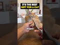 The best gift for a cat